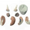 VKSI Human Brain with Arteries - 8 Parts