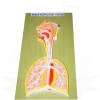 VKSI Human Respiratory System