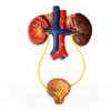 VKSI Human Excretory System