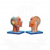VKSI Head and Neck Model