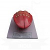 VKSI Human Tongue Model
