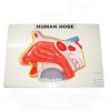 VKSI Human Nose Model