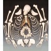 Human Disarticulated skeleton Model