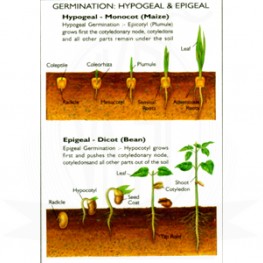 VKSI Germination - Hypogeal & epigeal Chart