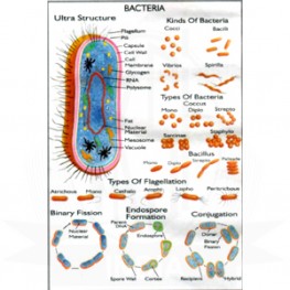 VKSI Bacteria Chart