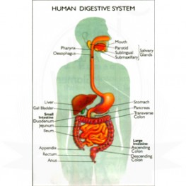 VKSI Human Digestive System Chart