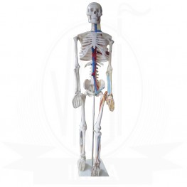 VKSI Human Skeleton Model with Blood vine and Nerve System
