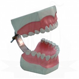 VKSI Human Teeth Model