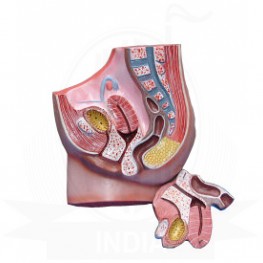 VKSI  Human Female Reproductive System