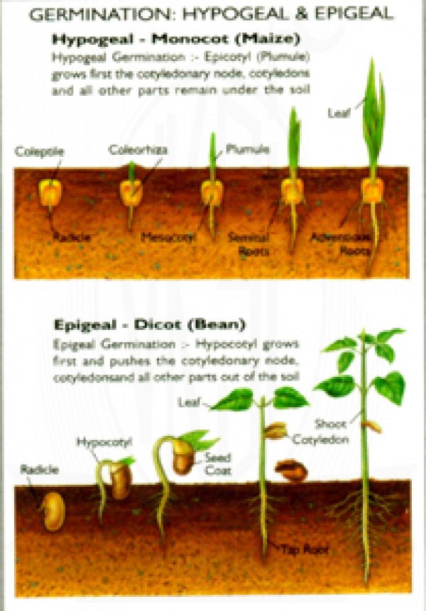 VKSI Germination - Hypogeal & epigeal Chart
