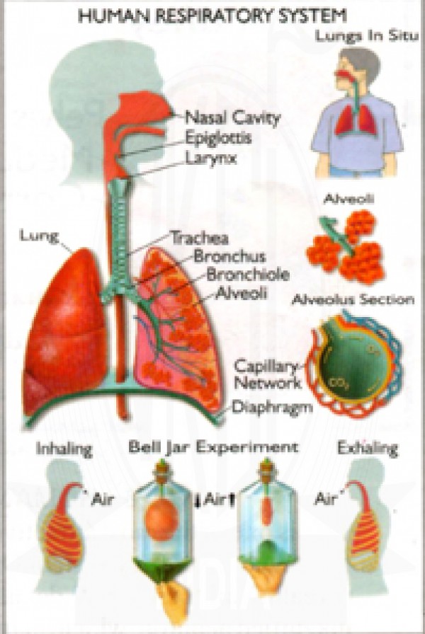 VKSI Human Respiratory System Chart