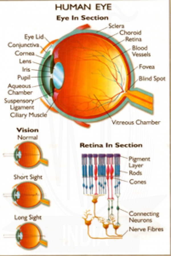 VKSI Human Eye Chart