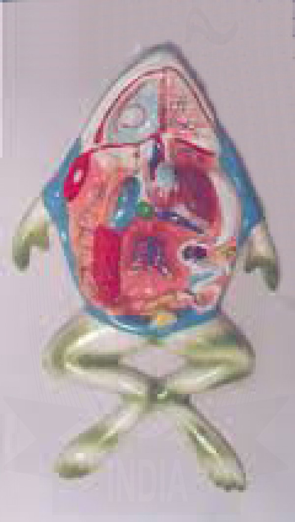 VKSI Frog Dissection Model