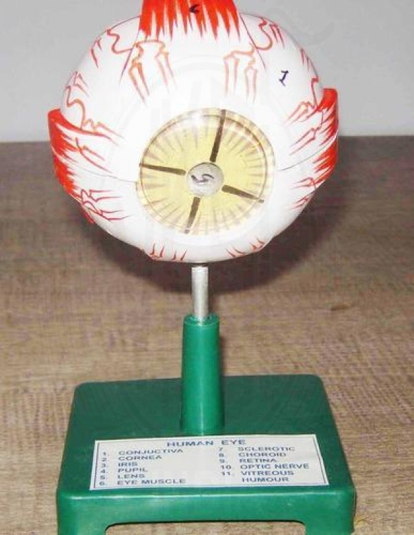 VKSI Human Eye - 6 Part Model