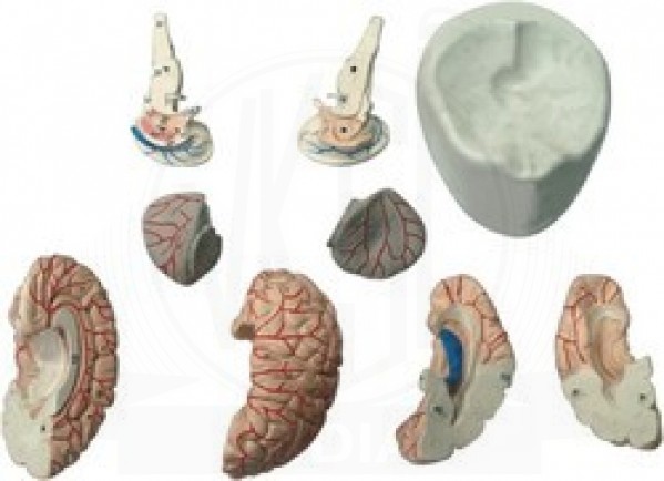 VKSI Human Brain with Arteries - 8 Parts