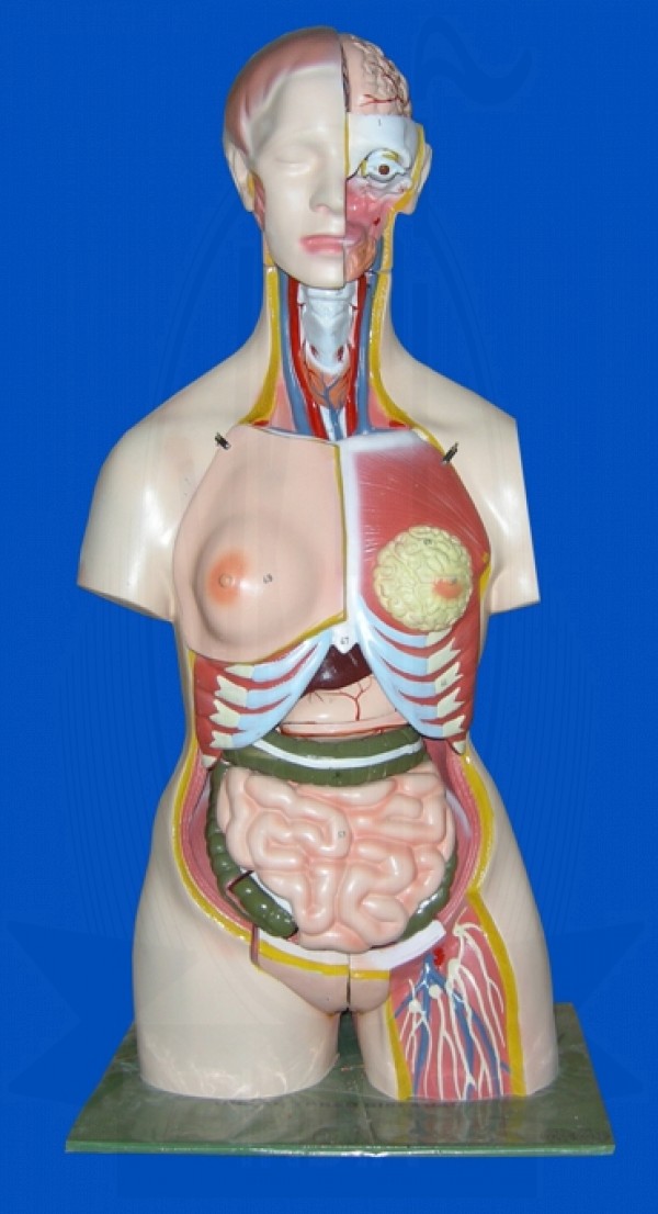 VKSI HUMAN ANATOMY TORSO FEMALE MODEL