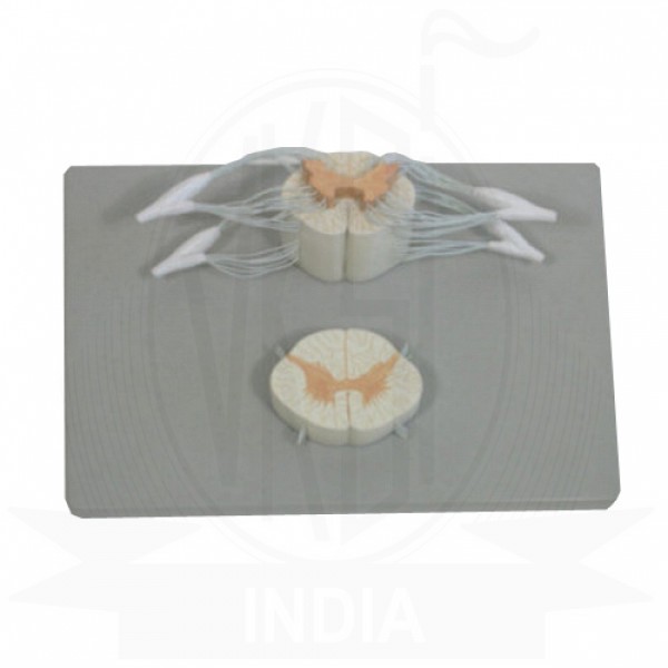 VKSI  Human Spinal Cord Section