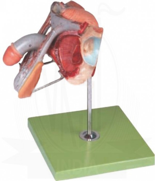 VKSI Male Genital Organs Model