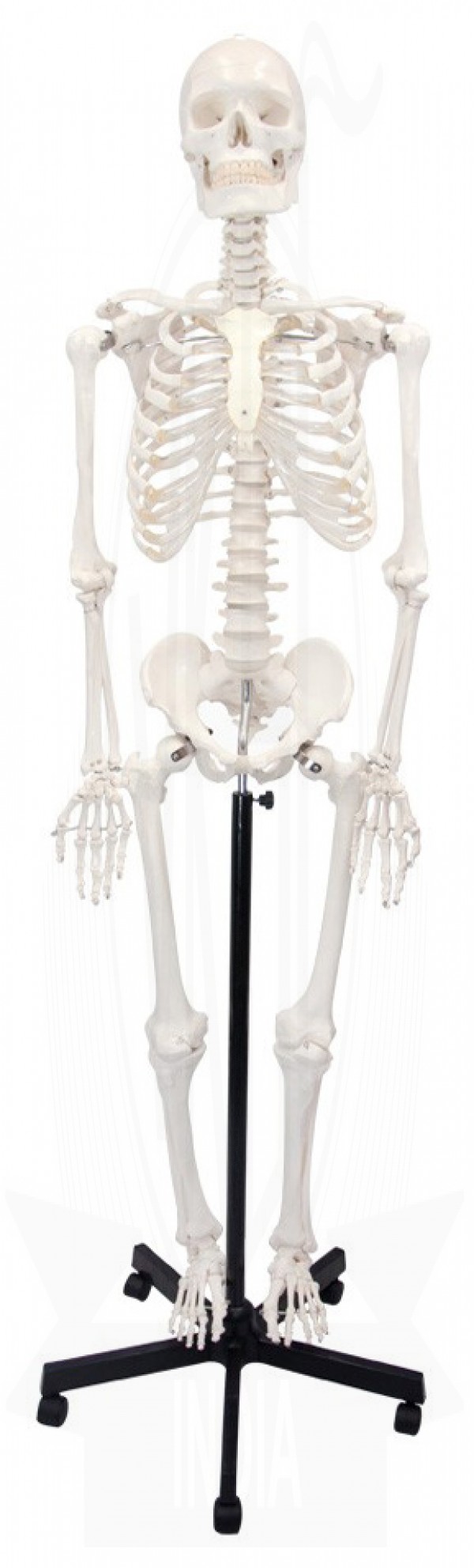 Human Articulated Skeleton Model